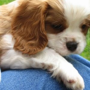 Meet your Posher, Carol